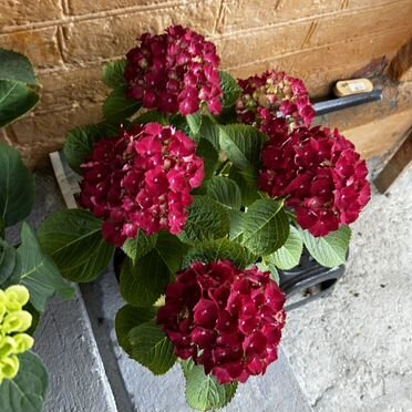 Гортензия уличная