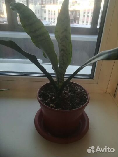 Комнатное растение