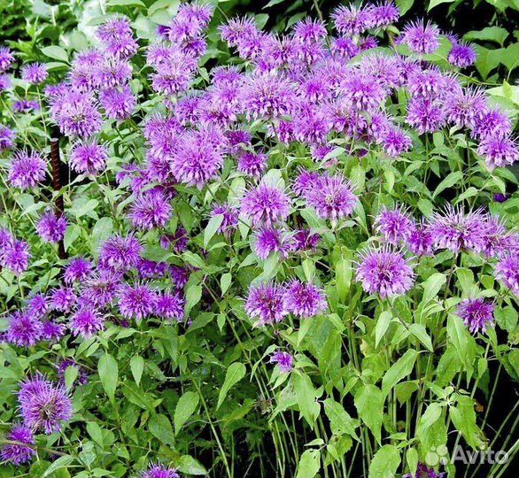 Многолетники Монарда Очиток Золотой корень Мята