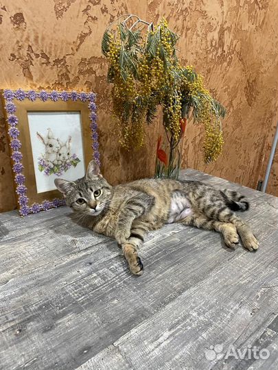 Котёнок-подросток