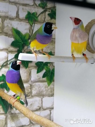 Самцы амадин гульда