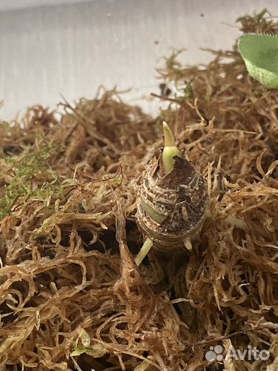 Алоказия Полли клубни