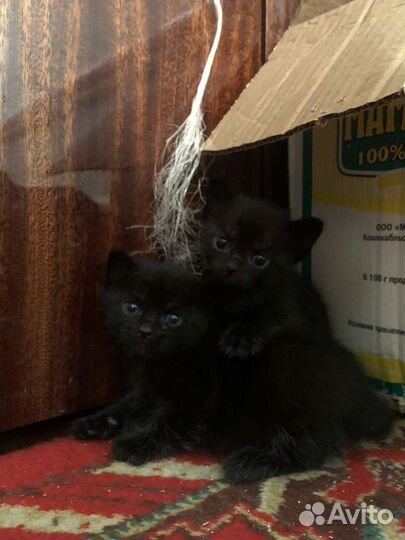 Кошечка, 2мес