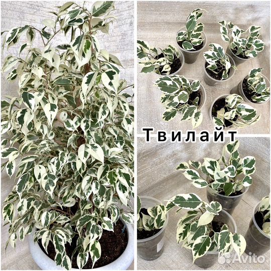 Редкие сорта фикусов (часть 6)