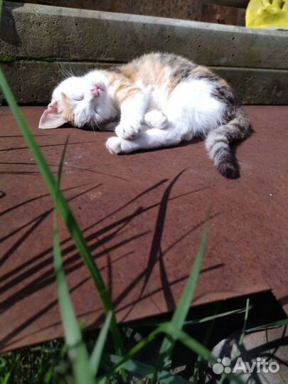 Кошки в добрые руки