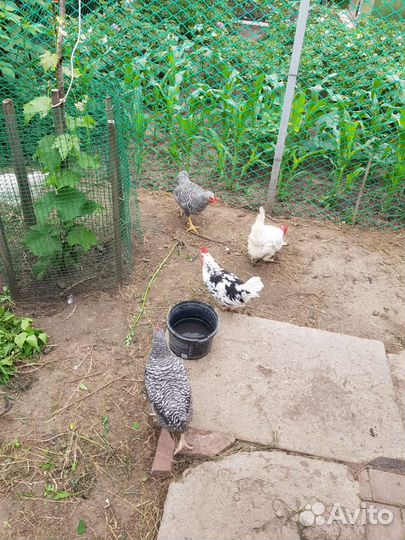 Петухи 3шт