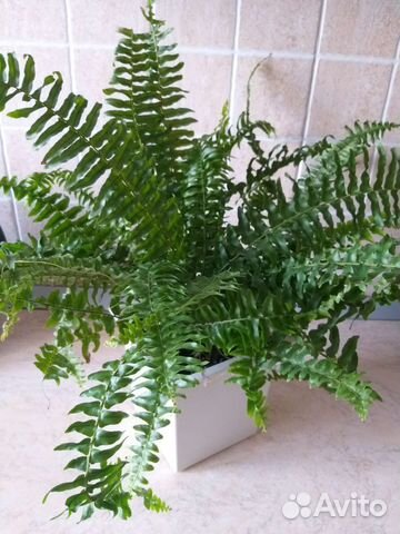 Папоротник нефролепис
