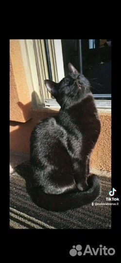 Черный котенок