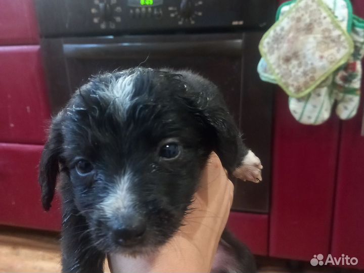 Щенки лабрадора