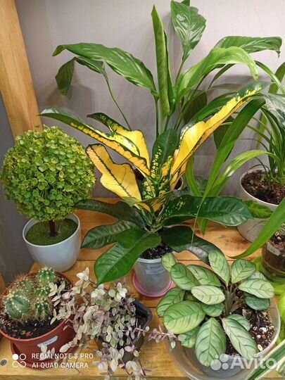 Комнатные растения, Кротон