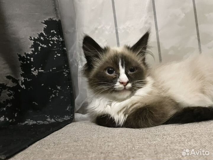 Котенок (девочка)