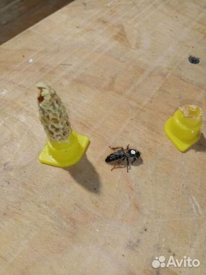 Пчелопакеты Carnica Troiseck