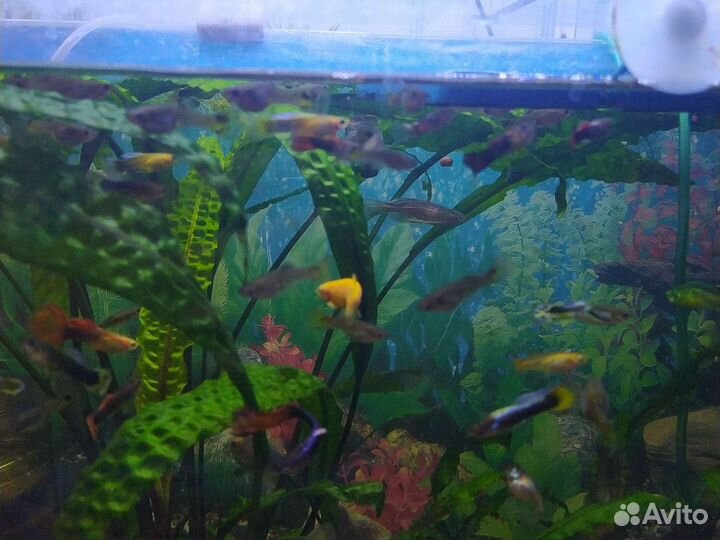 Мальки гуппи