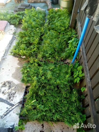 Туя смарагд