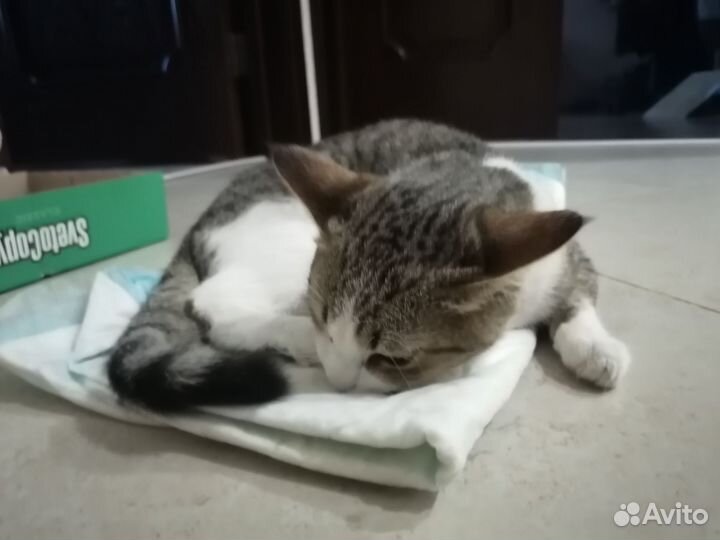 Кот