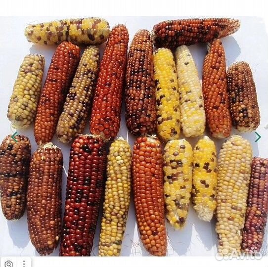 3 Коллекционных сорта картофеля и 3 кукурузы