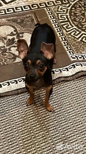 Жених той-терьер