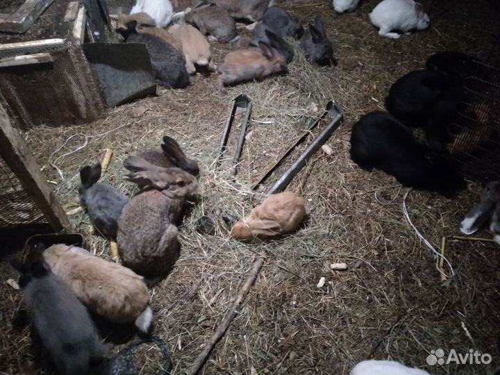 Крольчата