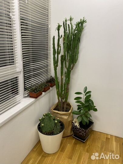 Молочай трехгранный