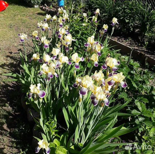 Букеты корни садовых цветов