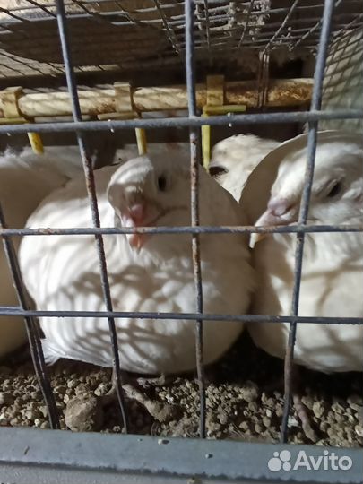 Перепела на корм животным или бульон