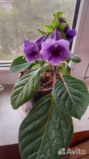 Глоксиния тедея