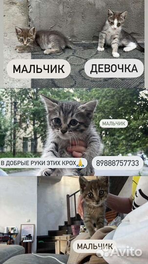Котята в добрые руки
