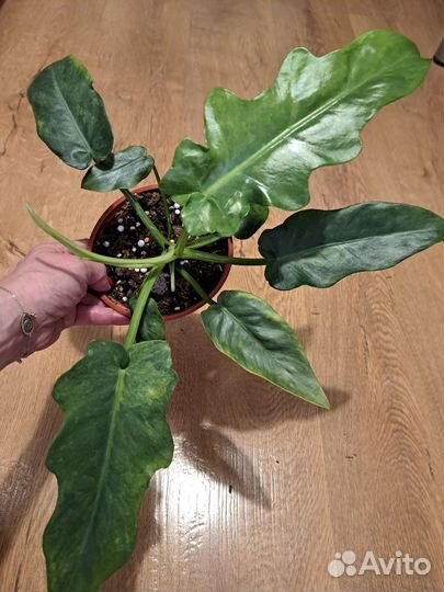 Филодендрон магнификум вариегатный