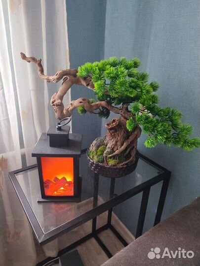 Бонсай интерьерное дерево