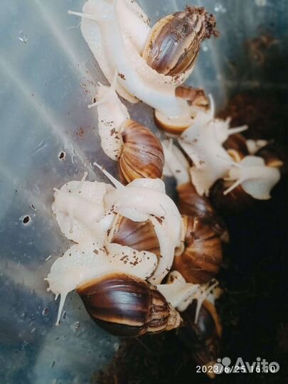 Улитки ахатины