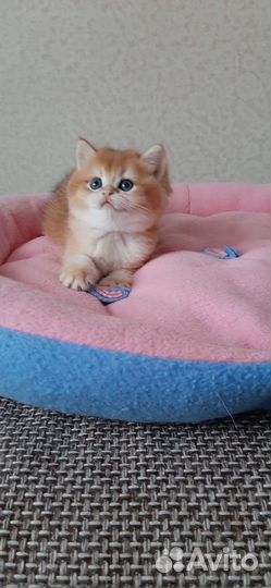 Британский котик