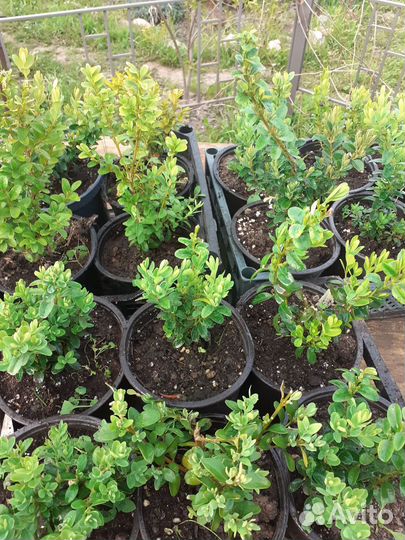 Саженцы самшита