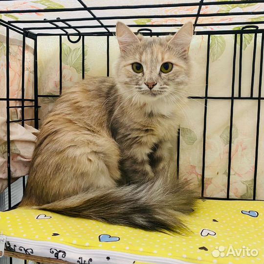 Кошка в добрые руки