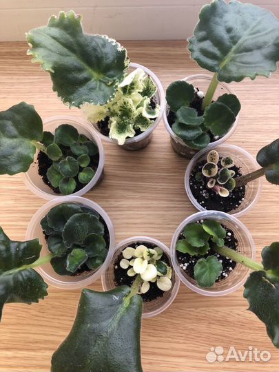 Фиалки сортовые-стартеры