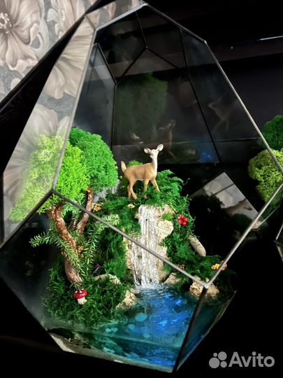 Моссариум. Подарок