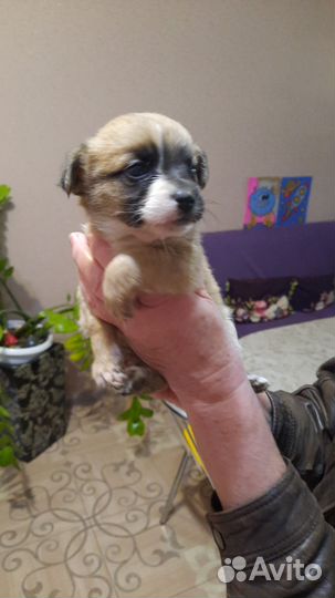 Щенки в добрые руки