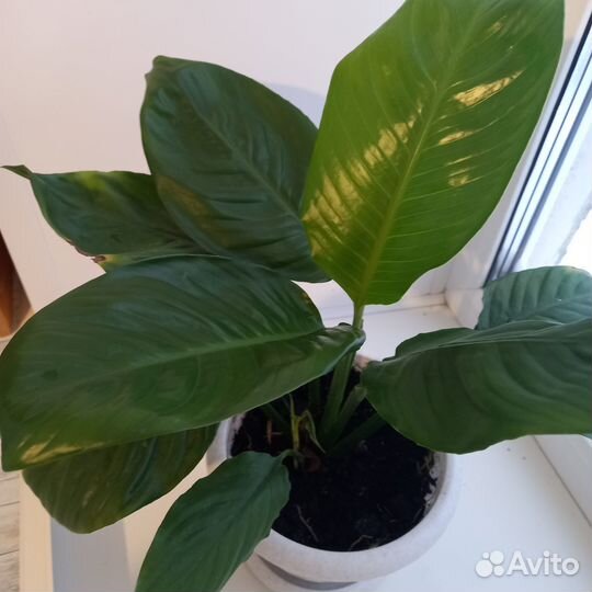 Спатифиллум