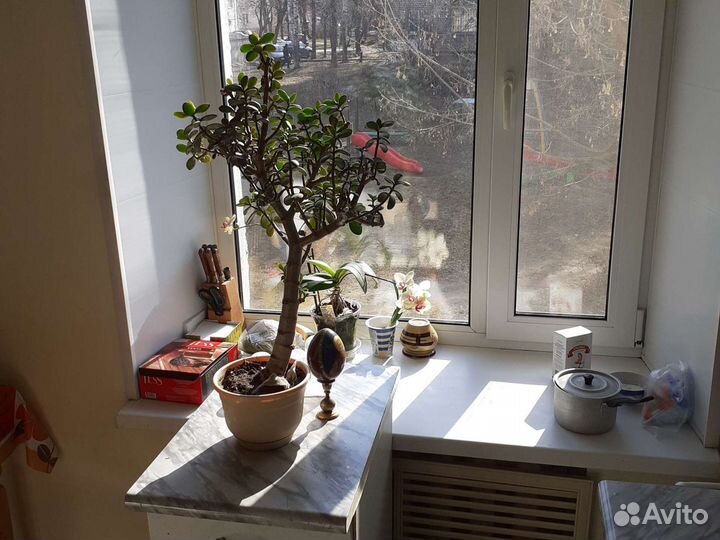 Толстянка высокая