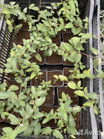 Жимолость каприфоль