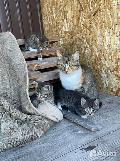 Отдам в добрые руки котят