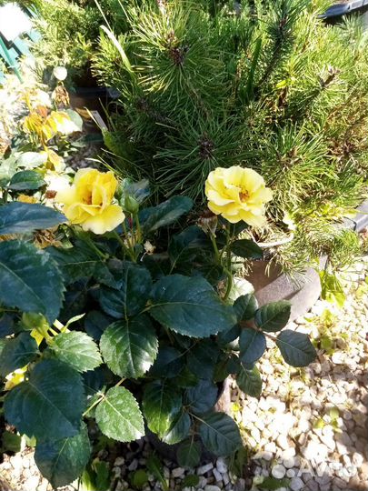 Хвойные и декоративные растения