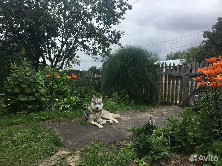 Щенки в добрые руки