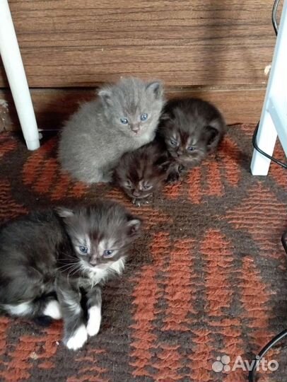 Котята в добрые руки