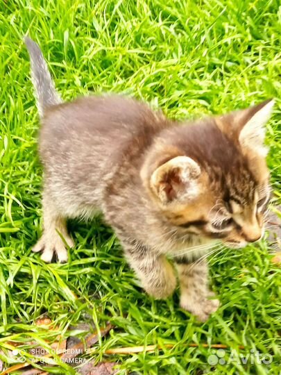 Отдам в добрые руки котëнка девочку