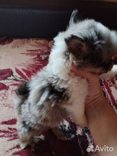 Щенки шпица