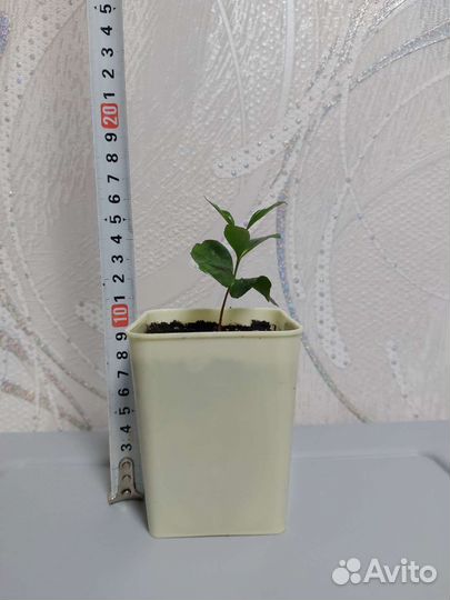 Кофе Арабика