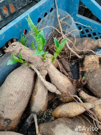 Георгины клубни. Деленка. сорт Эвелин