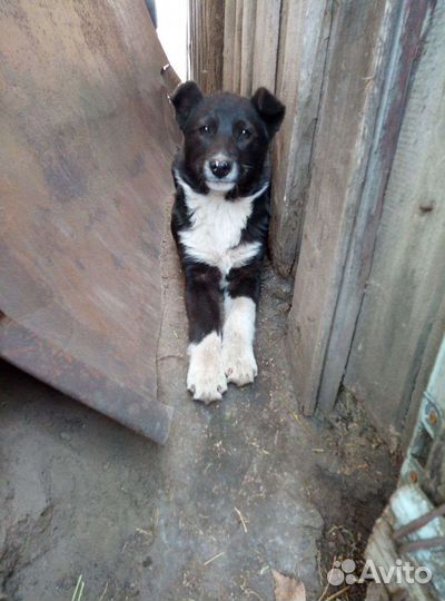 Щеночек в семью