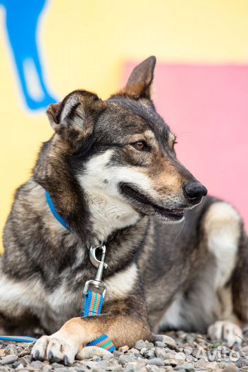 Монро Собака