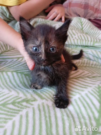 Котята в добрые руки бесплатно